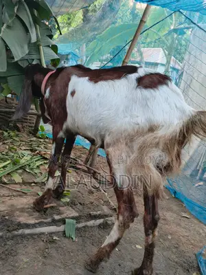 Belcha Tota Pathi Goat