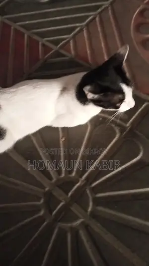 Cat for Sale