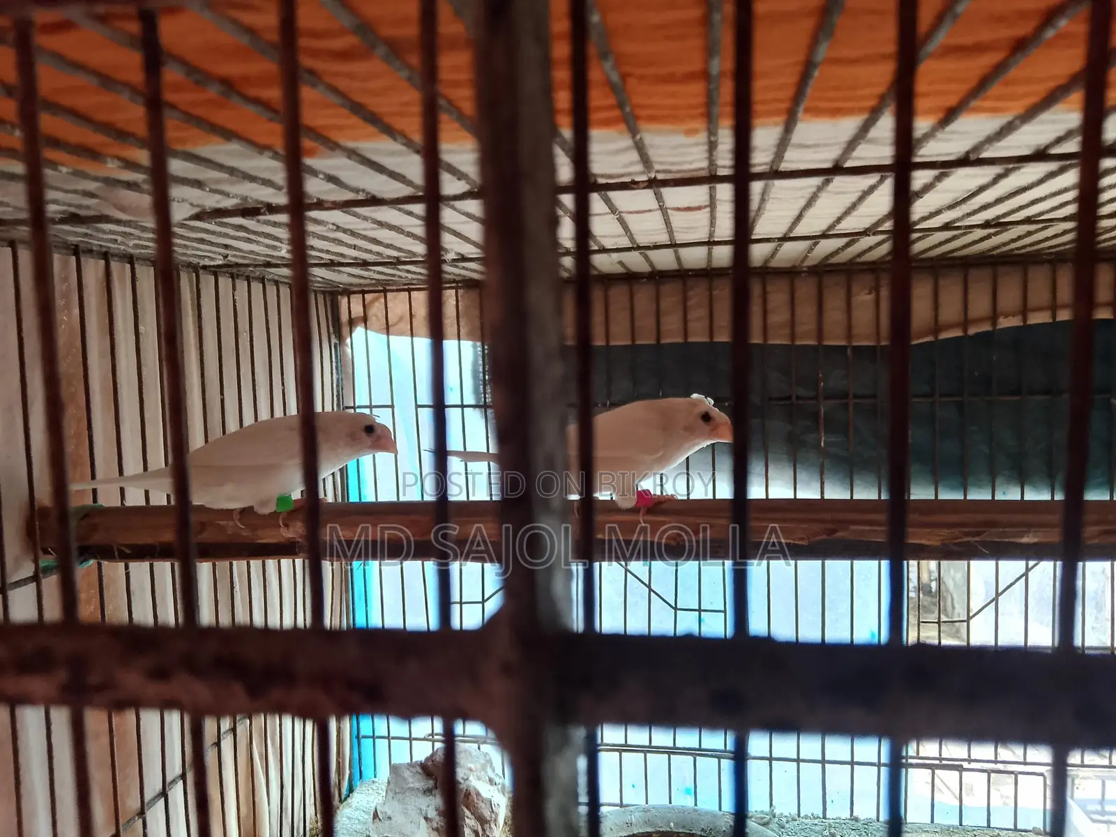 ক্রাপ্টেড বেঙ্গলি ফিন্স রানিং