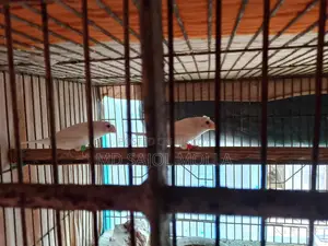 ক্রাপ্টেড বেঙ্গলি ফিন্স রানিং