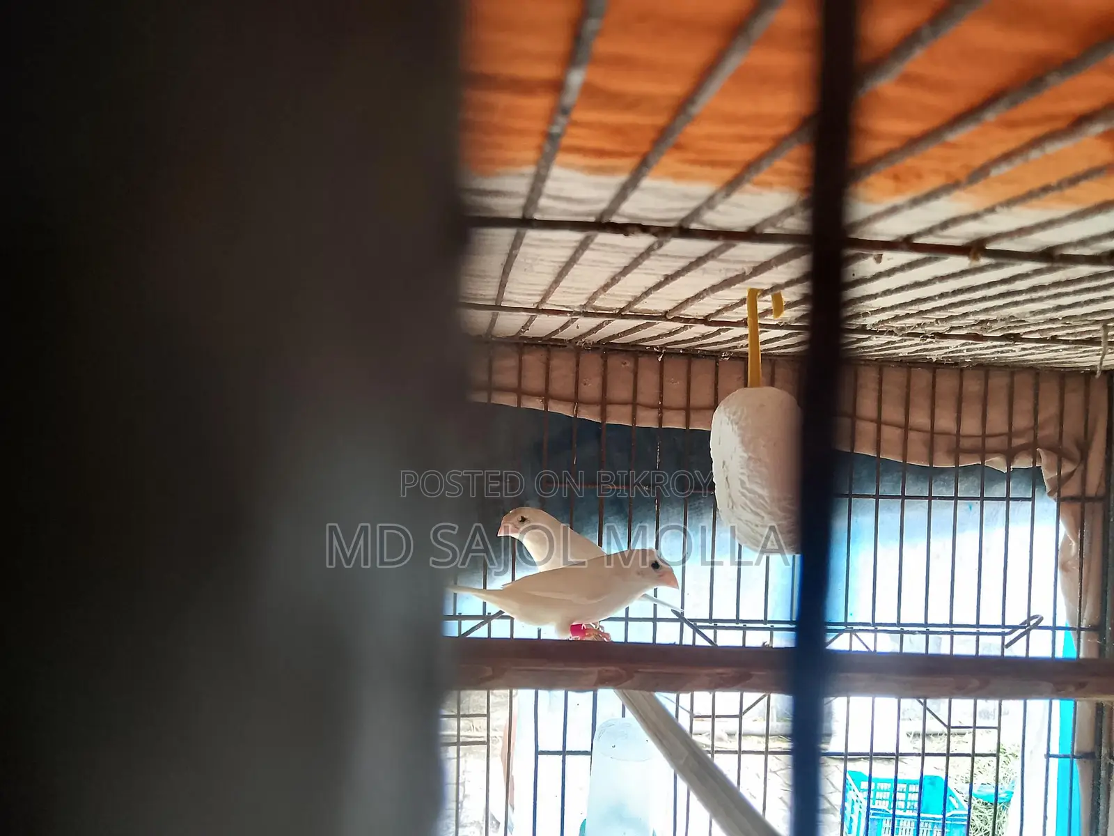 ক্রাপ্টেড বেঙ্গলি ফিন্স রানিং