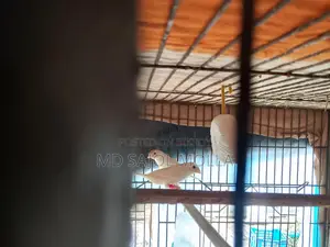 ক্রাপ্টেড বেঙ্গলি ফিন্স রানিং