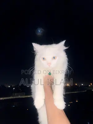 1+ Year Male Purebred Persian