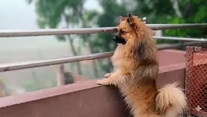 1 pair of Adult & Baby Pomeranian breed