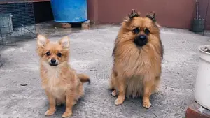 1 pair of Adult & Baby Pomeranian breed