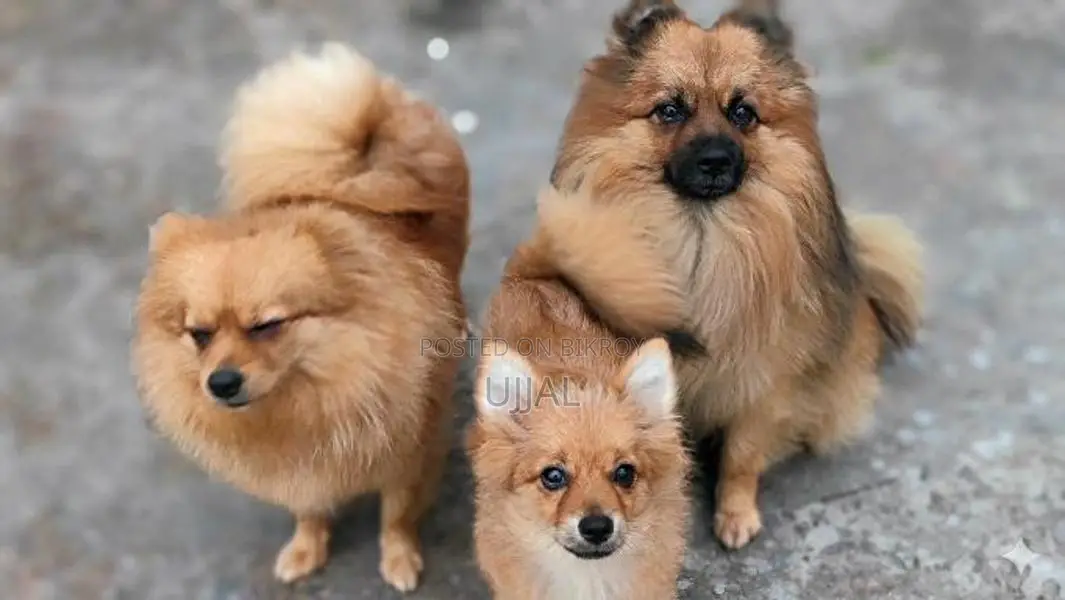 1 pair of Adult & Baby Pomeranian breed
