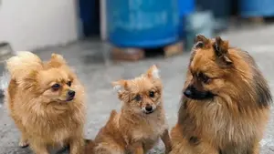 1 pair of Adult & Baby Pomeranian breed