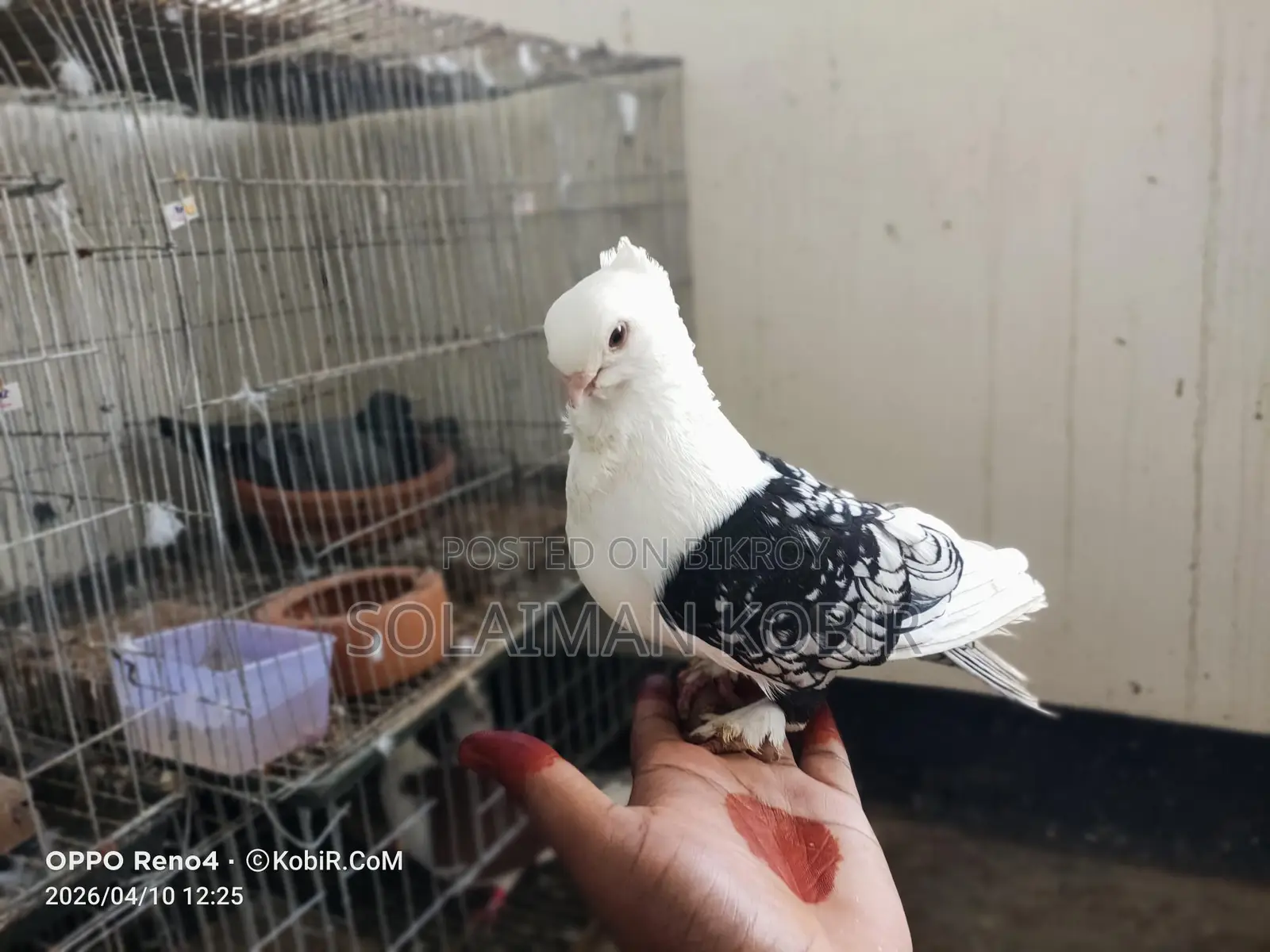 Pigeons for Sale