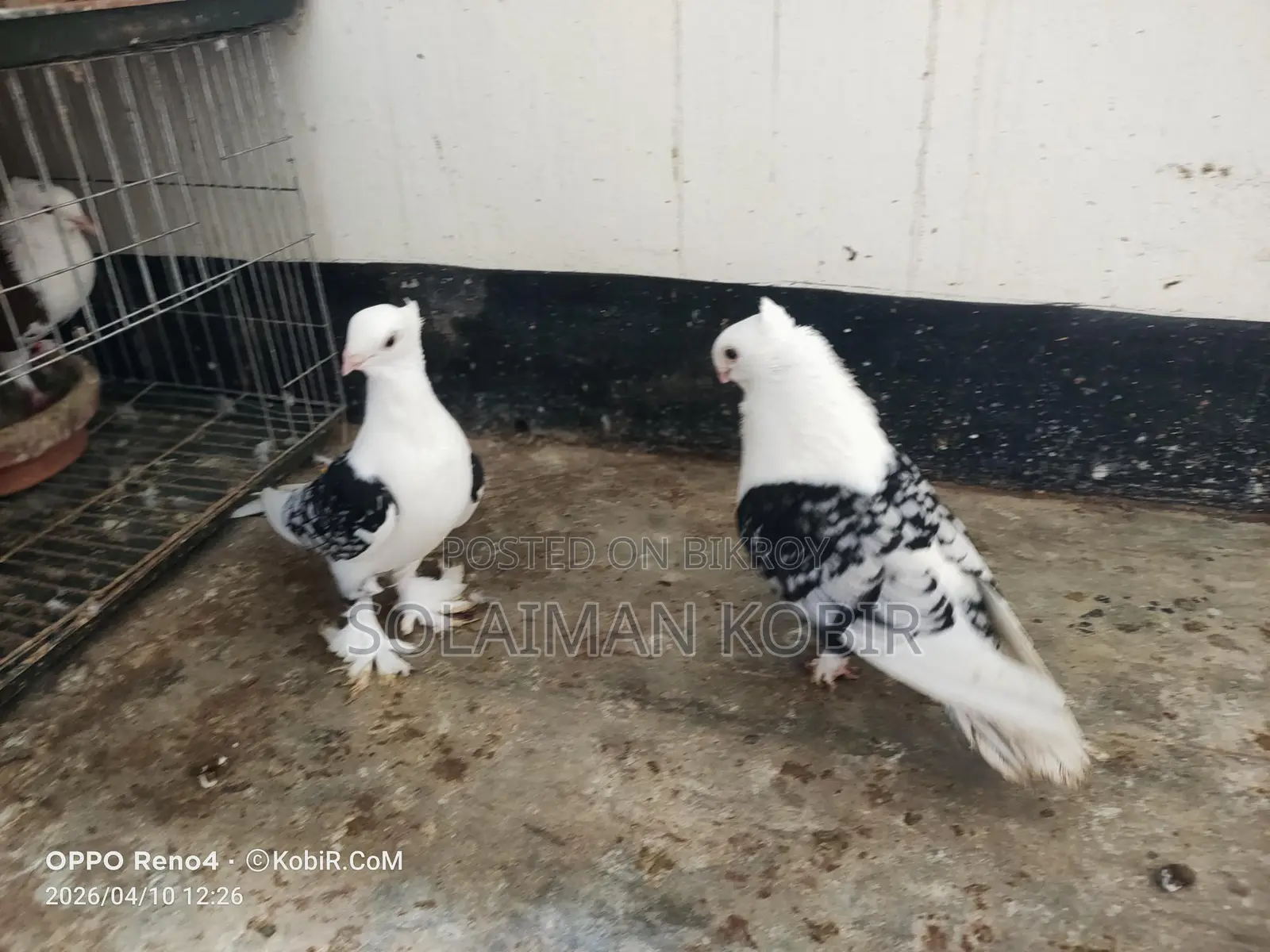 Pigeons for Sale