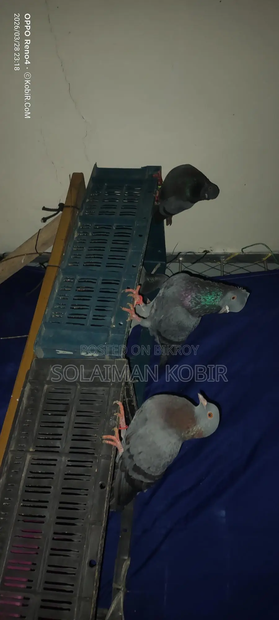 Pigeons for Sale