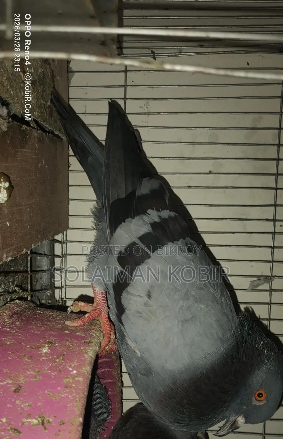 Pigeons for Sale