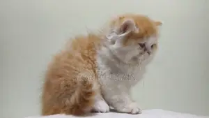 Traditional Persian Mother and Exotic Bloodline Kitten