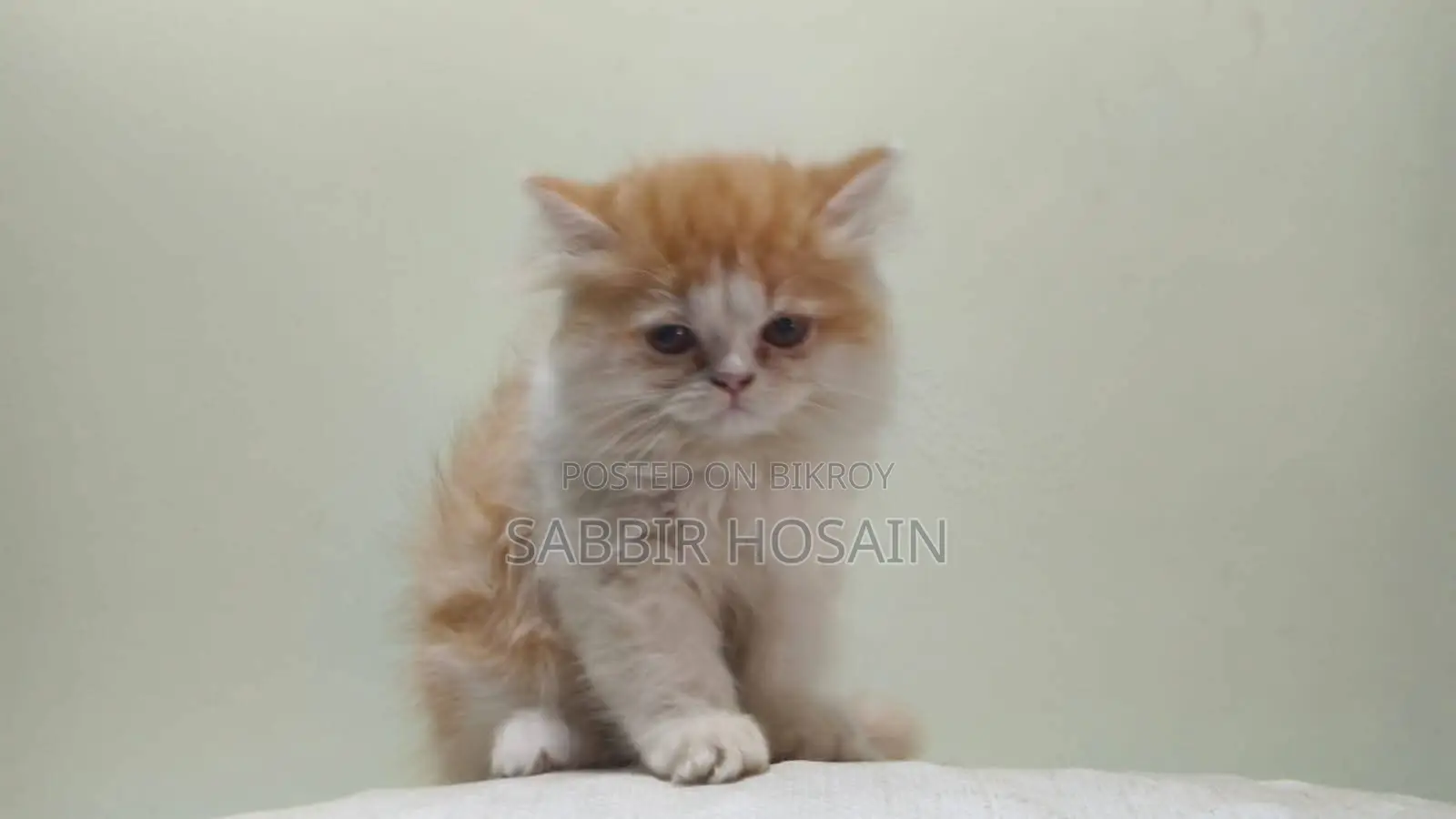 Traditional Persian Mother and Exotic Bloodline Kitten