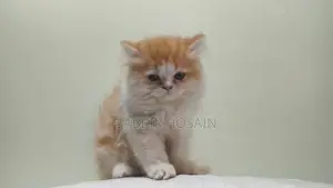 Traditional Persian Mother and Exotic Bloodline Kitten