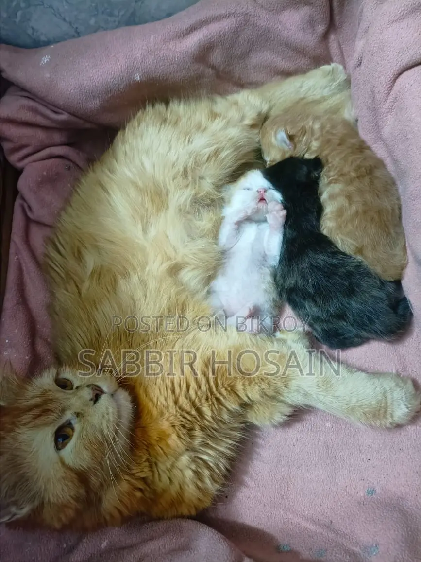 Traditional Persian Mother and Exotic Bloodline Kitten