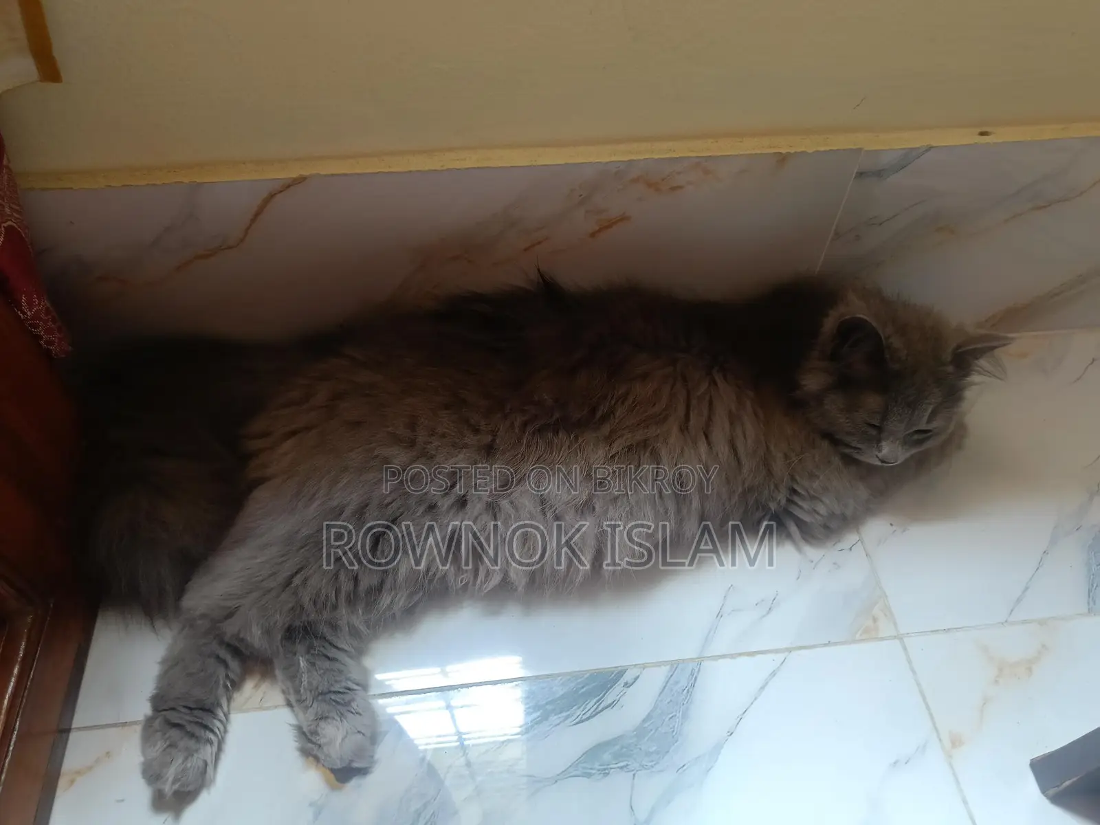 Persian Cat Piku