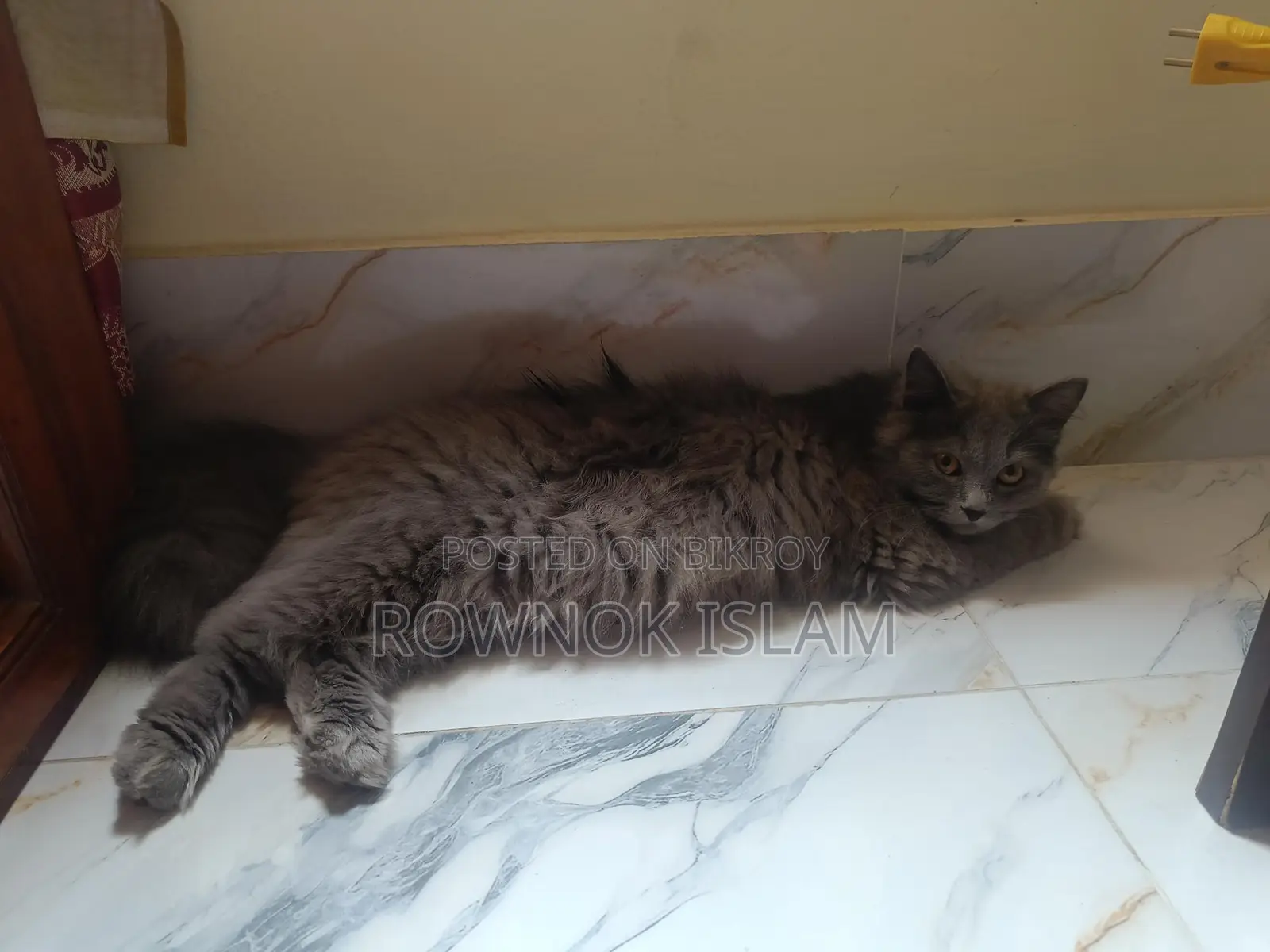 Persian Cat Piku
