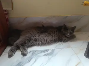 Persian Cat Piku