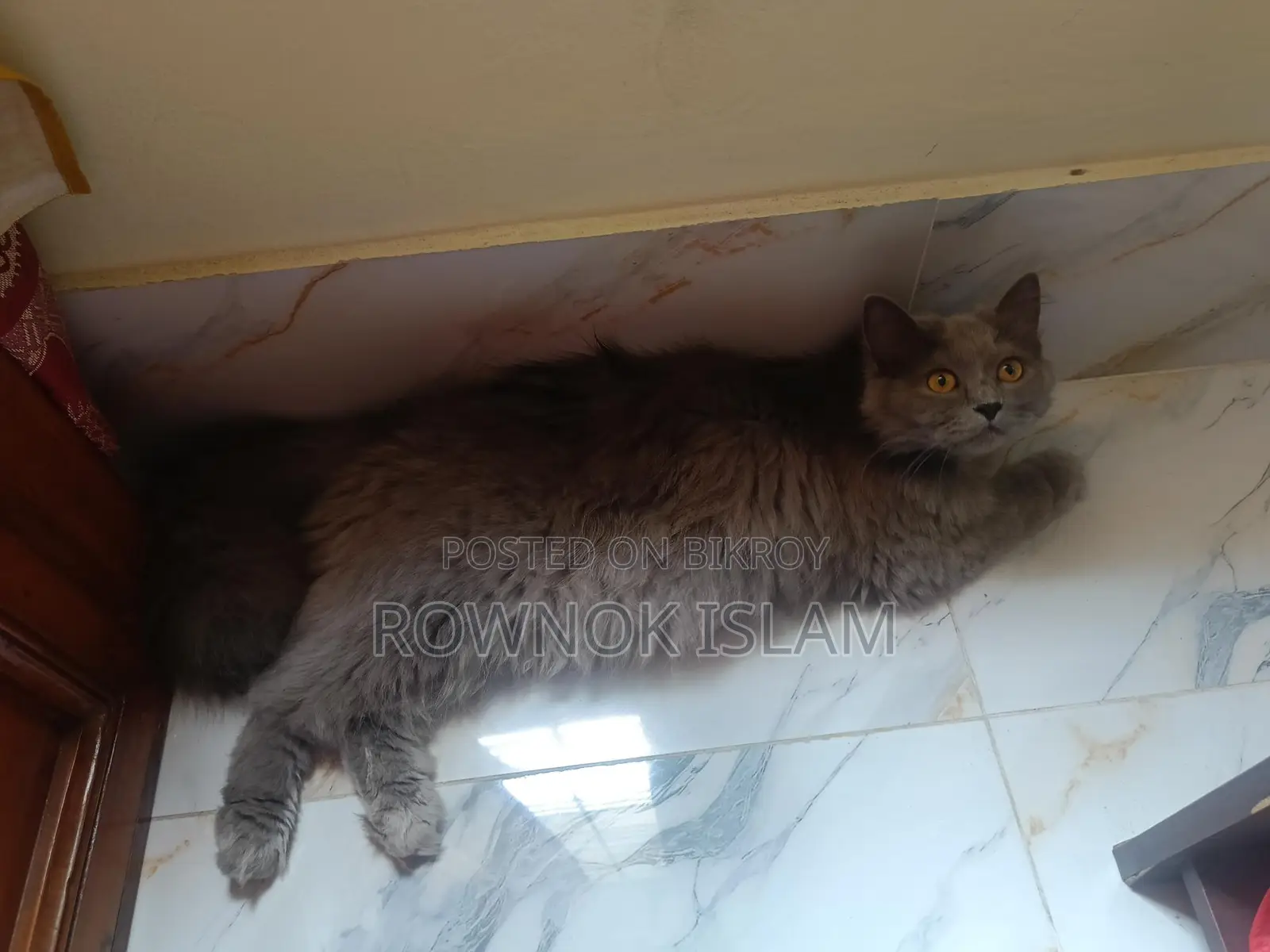 Persian Cat Piku