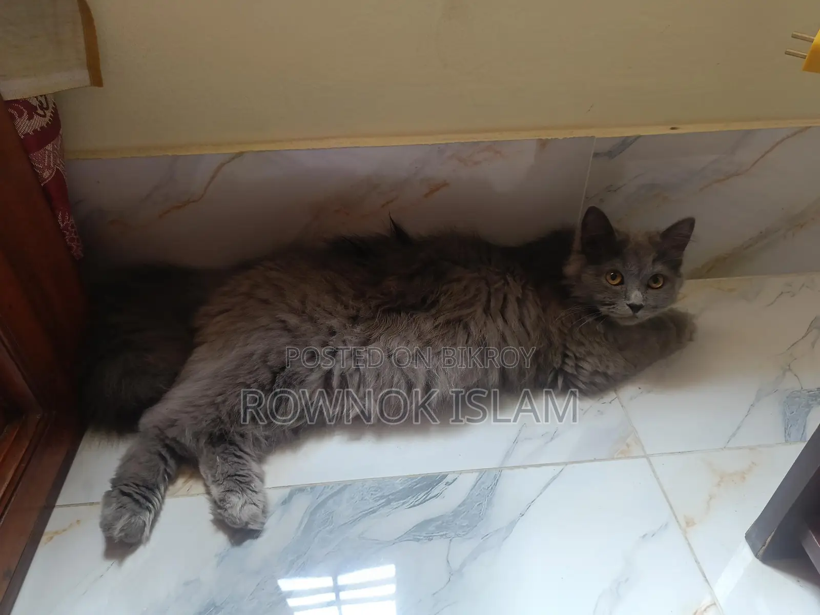 Persian Cat Piku