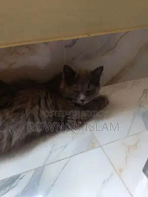 Persian Cat Piku
