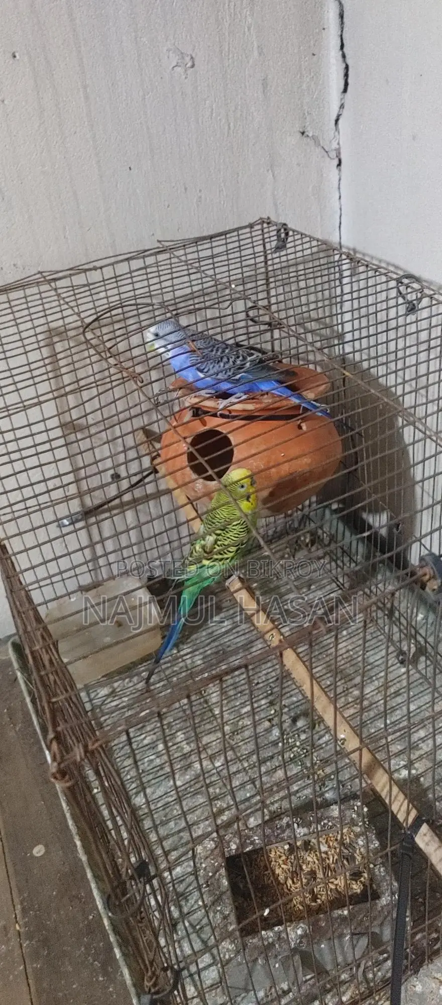 Running Budgerigar