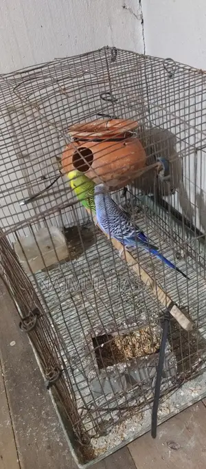 Running Budgerigar