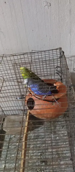 Running Budgerigar