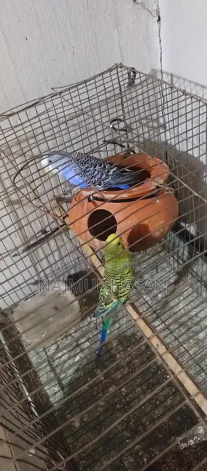 Running Budgerigar
