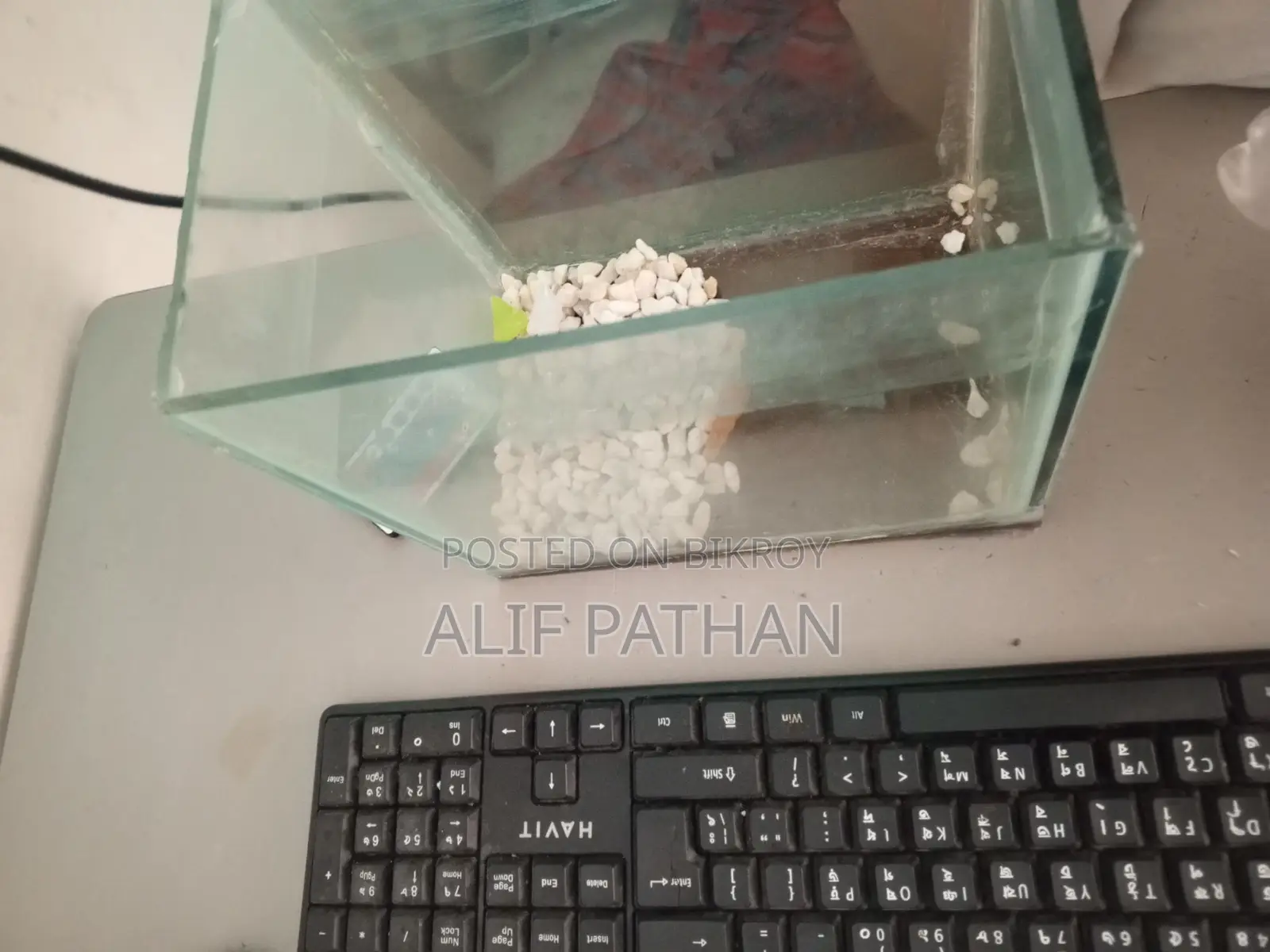 Aquarium Fish Tank
