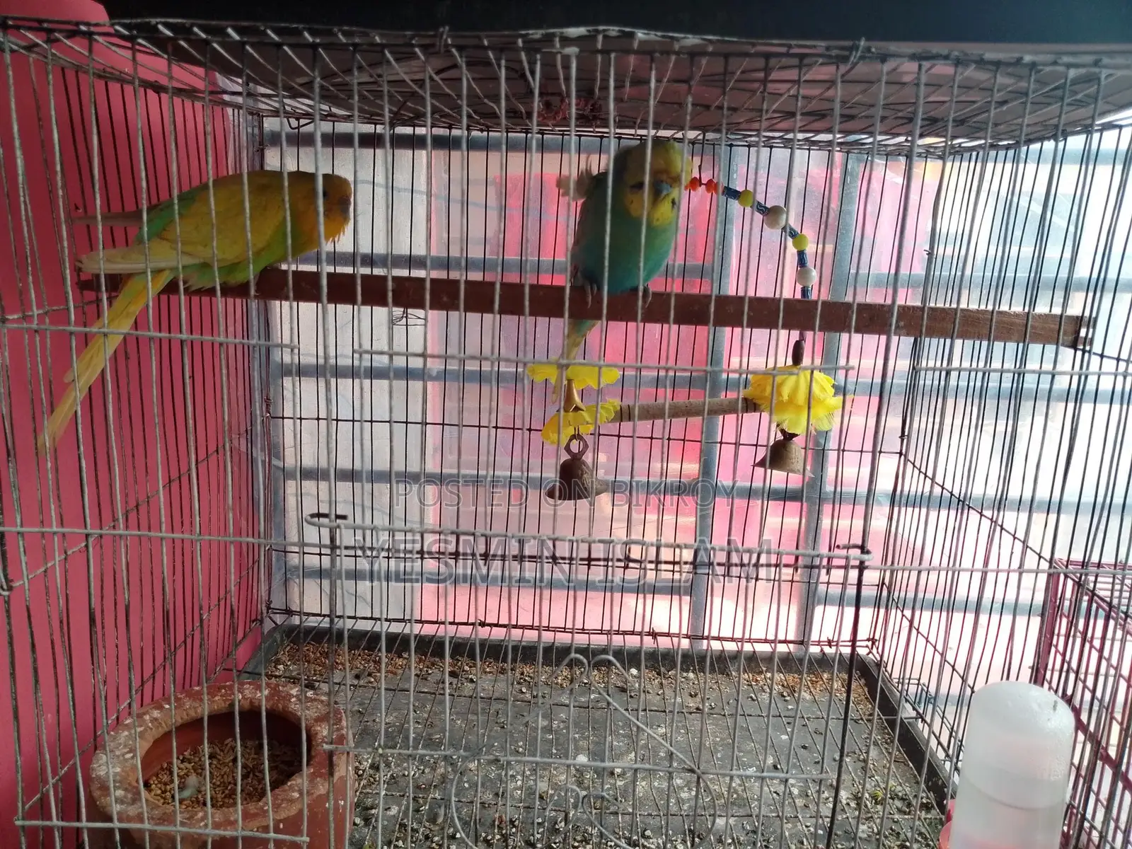 জাপানিজ পুরুষ +নরমাল মহিলা বাজিগর জোরা