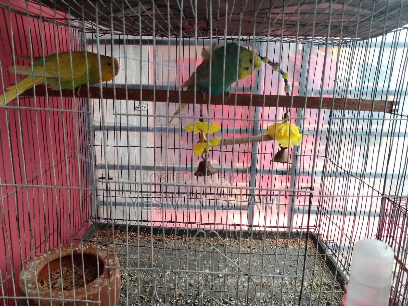 জাপানিজ পুরুষ +নরমাল মহিলা বাজিগর জোরা