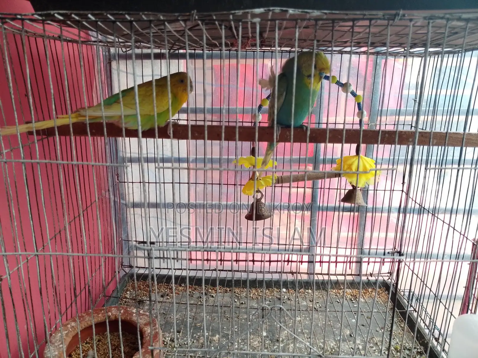 জাপানিজ পুরুষ +নরমাল মহিলা বাজিগর জোরা