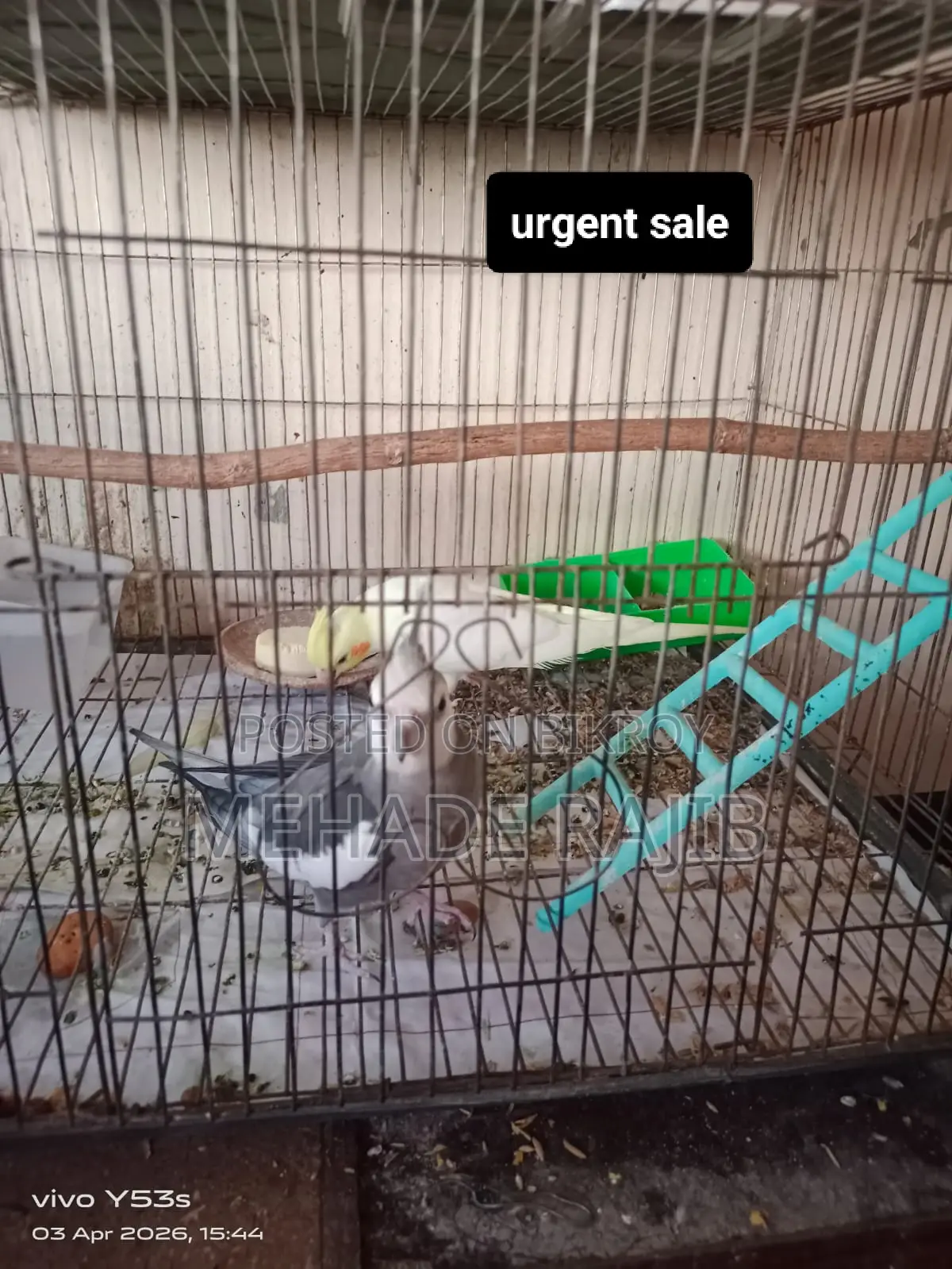 Raning Cockatiel Bird