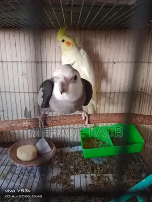 Raning Cockatiel Bird