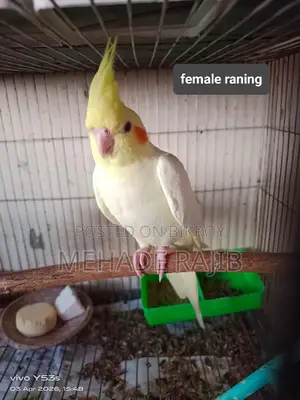 Raning Cockatiel Bird
