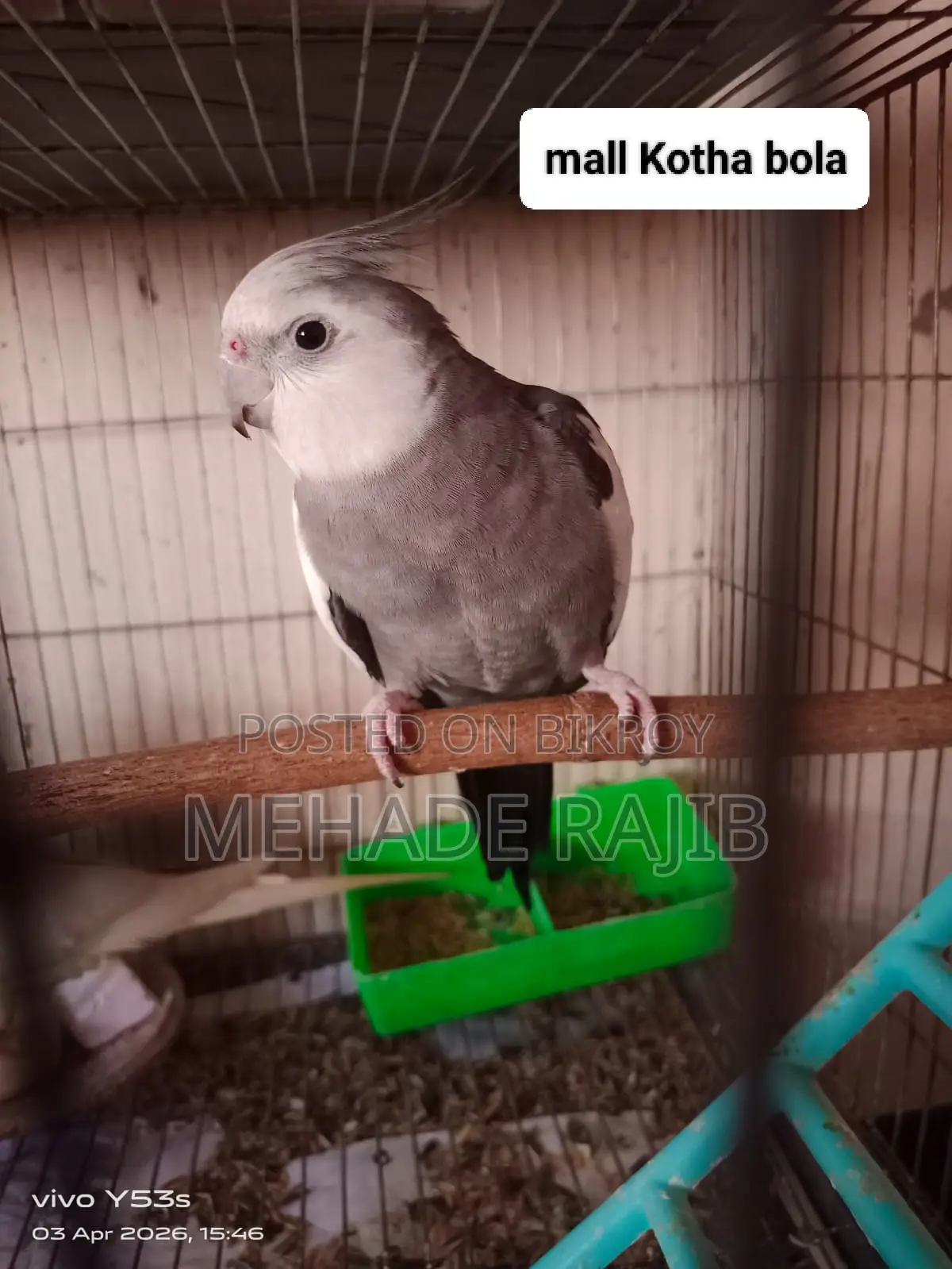 Raning Cockatiel Bird