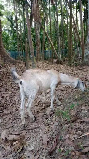 Two goats for sale