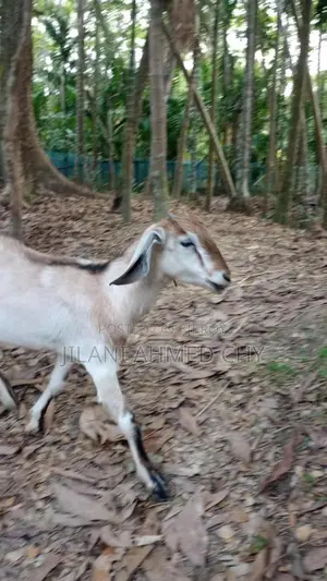 Two goats for sale