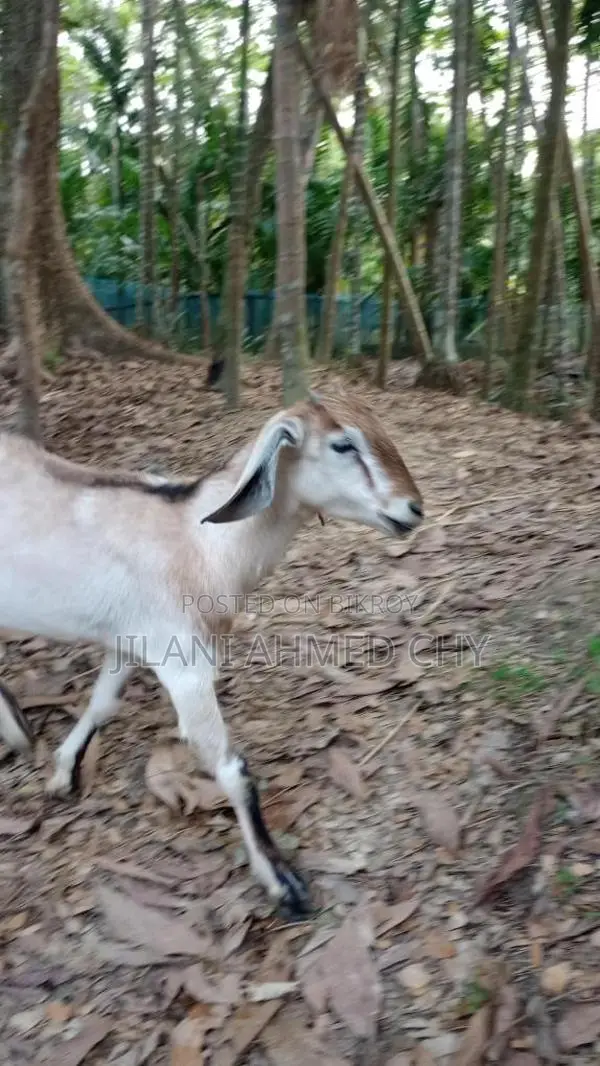 Two goats for sale