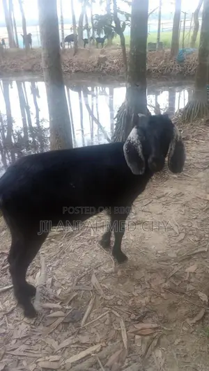 Two goats for sale
