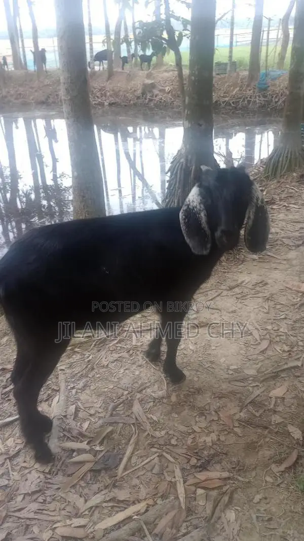 Two goats for sale
