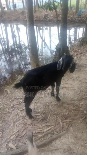 Two goats for sale