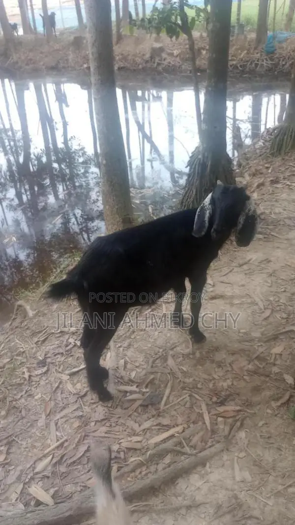 Two goats for sale