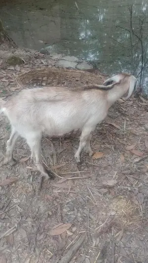 Two goats for sale