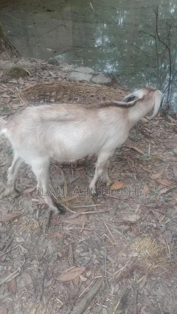Two goats for sale