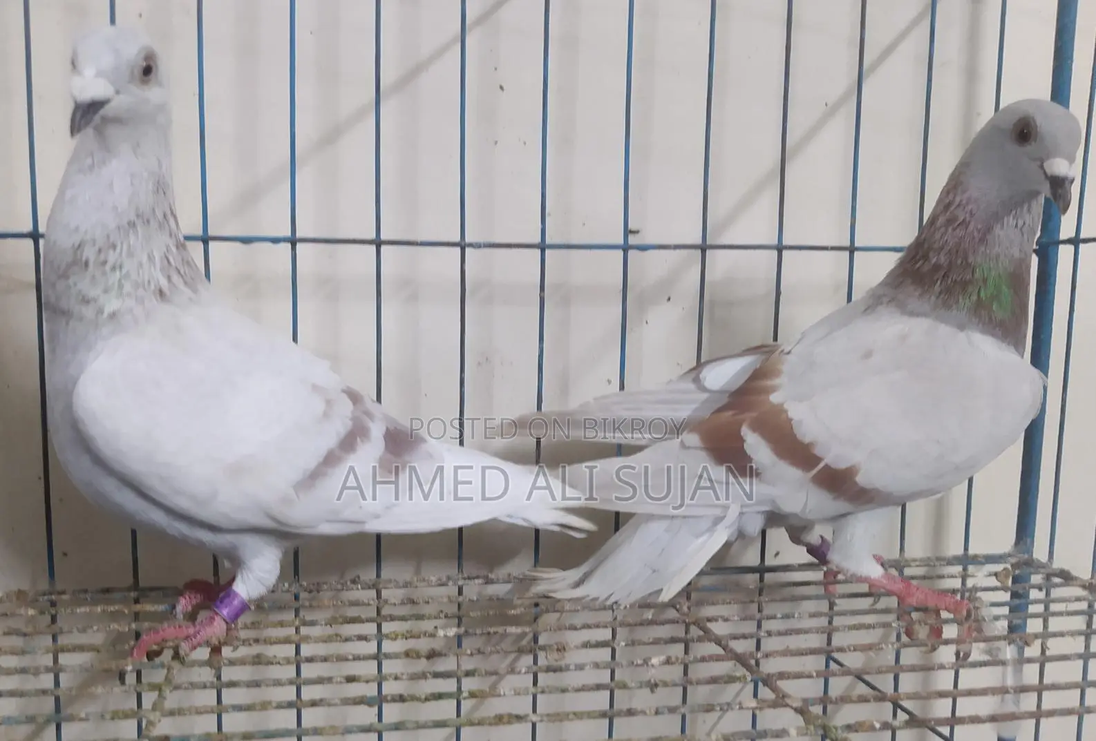 অরজিনাল মিলি রেসার লাইট কালার মাস্টার পেয়ার
