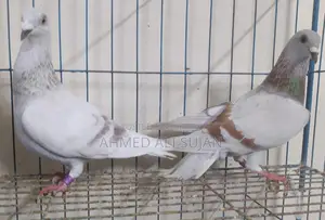 অরজিনাল মিলি রেসার লাইট কালার মাস্টার পেয়ার