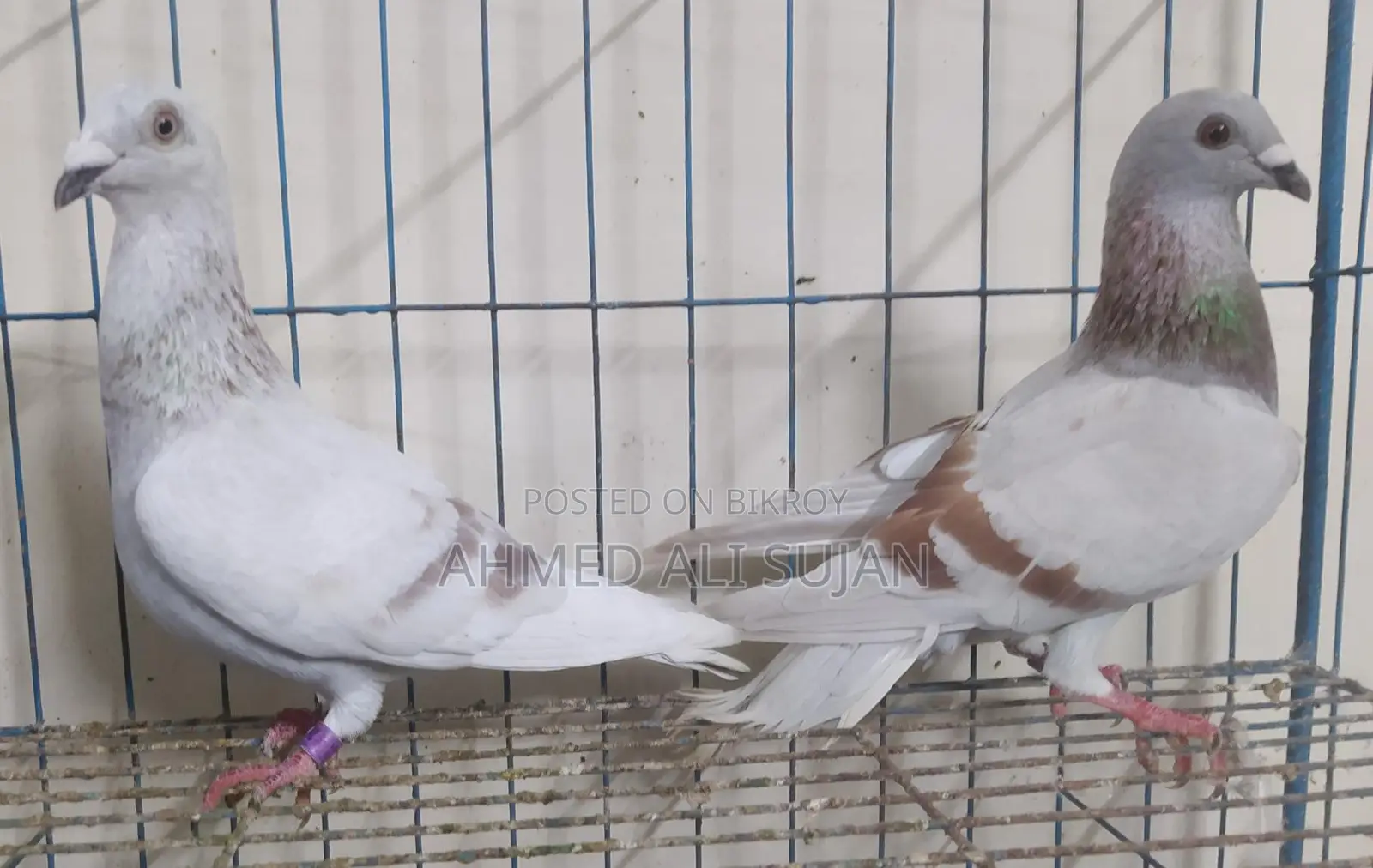 অরজিনাল মিলি রেসার লাইট কালার মাস্টার পেয়ার