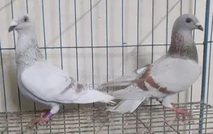 অরজিনাল মিলি রেসার লাইট কালার মাস্টার পেয়ার